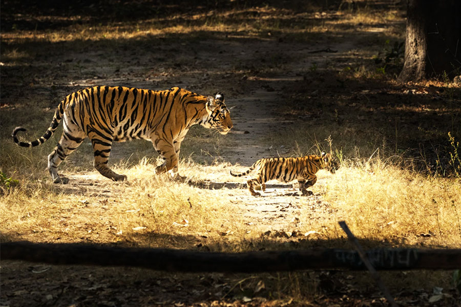 Wildlife Tour Of South India